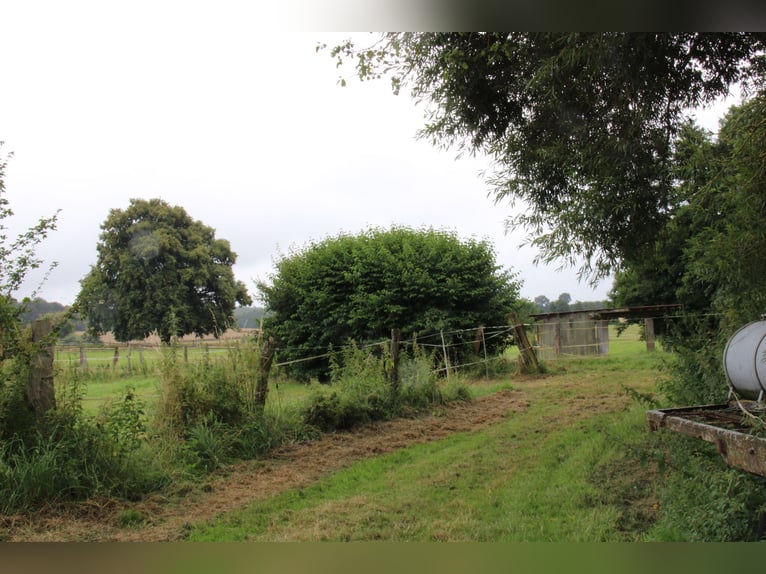 Established ranch and riding facility – approximately 8 hectares of well-shaped land – versatile use
