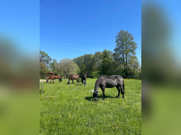 Exceptional listed estate for individualists. Perfect for equine keeping.