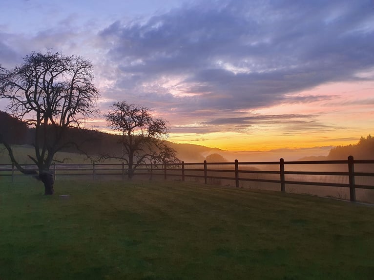 Exclusive equestrian estate with Alpine panorama – a horse paradise with potential V13084