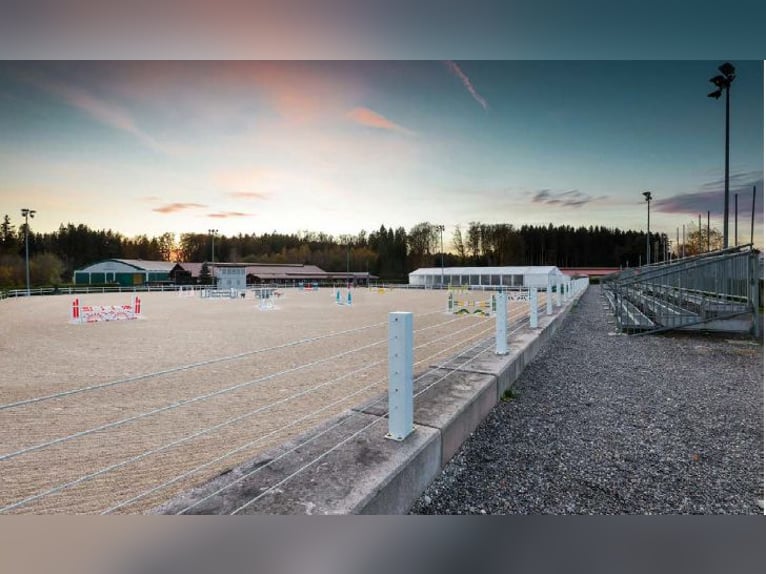 Exclusive equestrian facility near Salzburg – top-notch infrastructure on approximately 12 acres of 