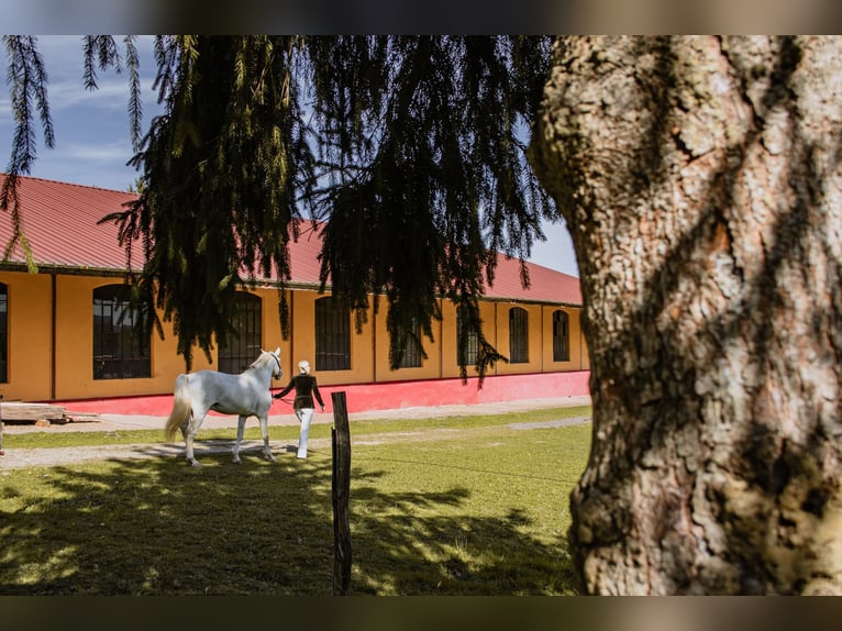 Exclusive riding estate in the Vosges