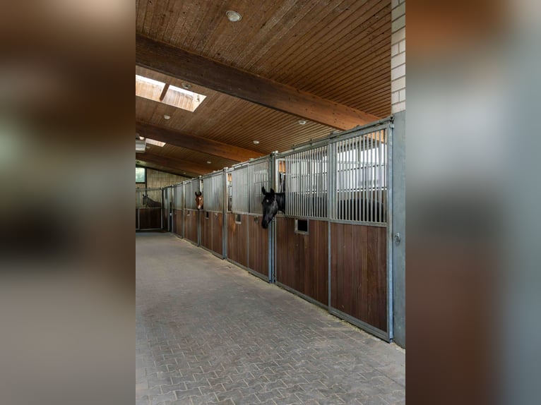 Exclusive riding facility in Sauerland | Country house, holiday apartments, indoor riding arena with