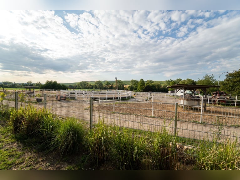 Exclusive riding facility with a recently renovated main house, indoor riding arena, and spacious pa