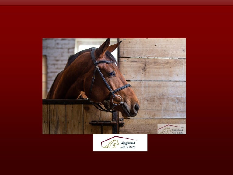 Exclusive riding facility with extensive amenities, near Düsseldorf, North Rhine-Westphalia