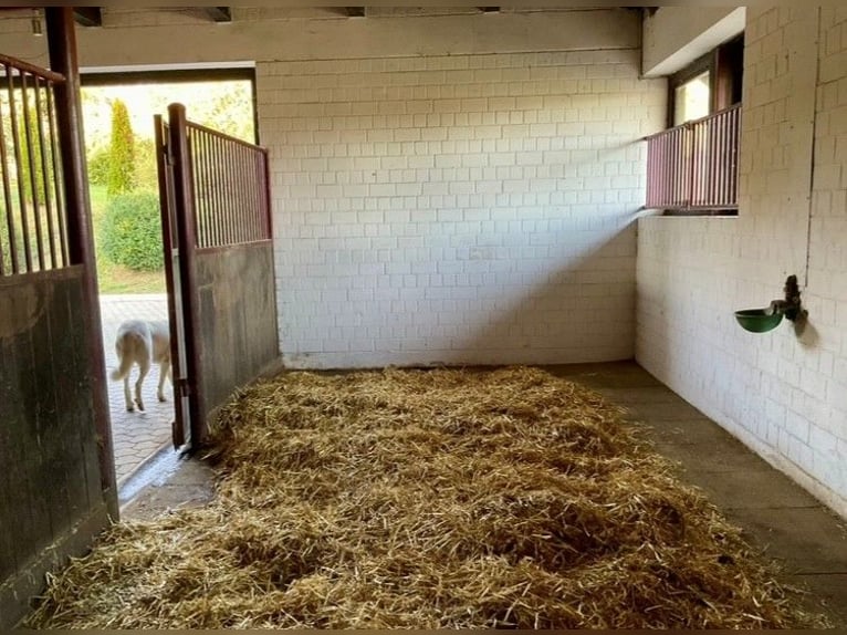 EXKLUSIVE REITANLAGE IM NECKAR-ODENWALD-KREIS - Objekt Nr. 385-25