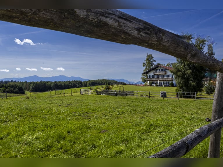 Exklusiver Pferdebetrieb im Chiemgau - PREIS AUF ANFRAGE