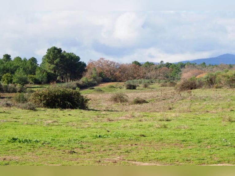 Fantastic Hunting And Cattle Farm.