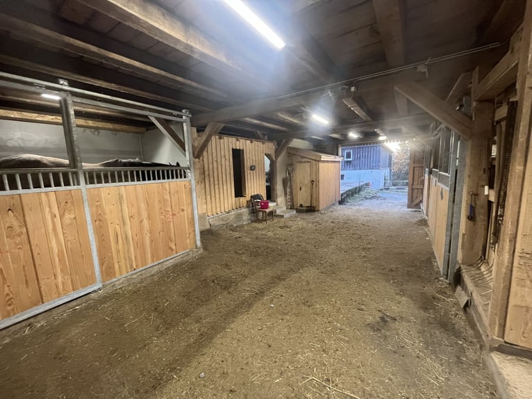 Farm estate with indoor riding arena, barn, and 45,000 sqm of land