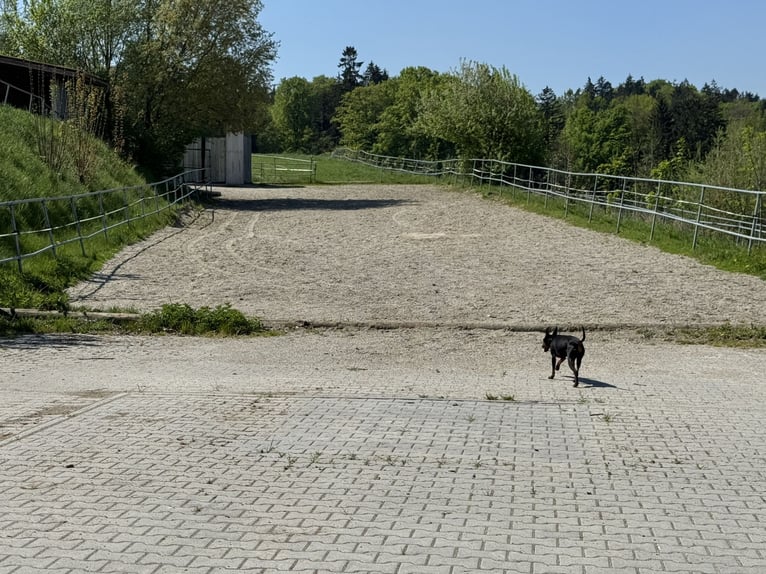 Farm with horse-keeping facilities, 2.5 hectares of land, near Munich.