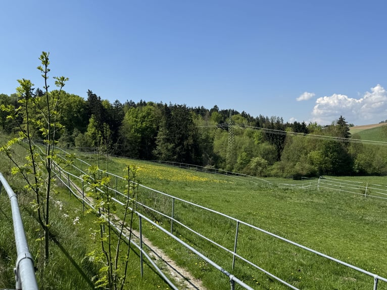 Farm with horse-keeping facilities, 2.5 hectares of land, near Munich.