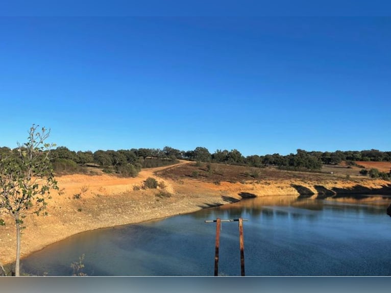 Finca De Ensueño De Más De 90 Ha Cerca De Sevilla