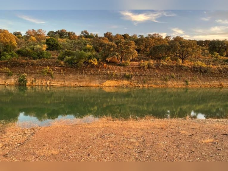 Finca De Ensueño De Más De 90 Ha Cerca De Sevilla