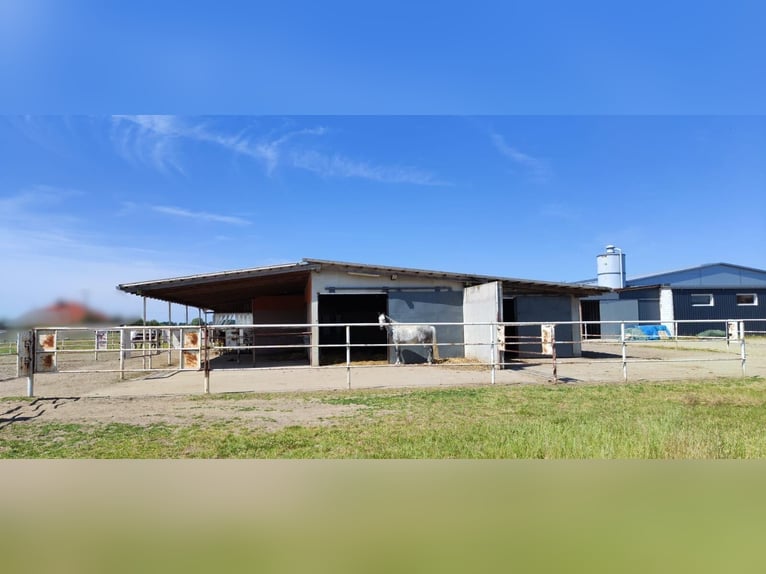 For sale: modern equestrian center