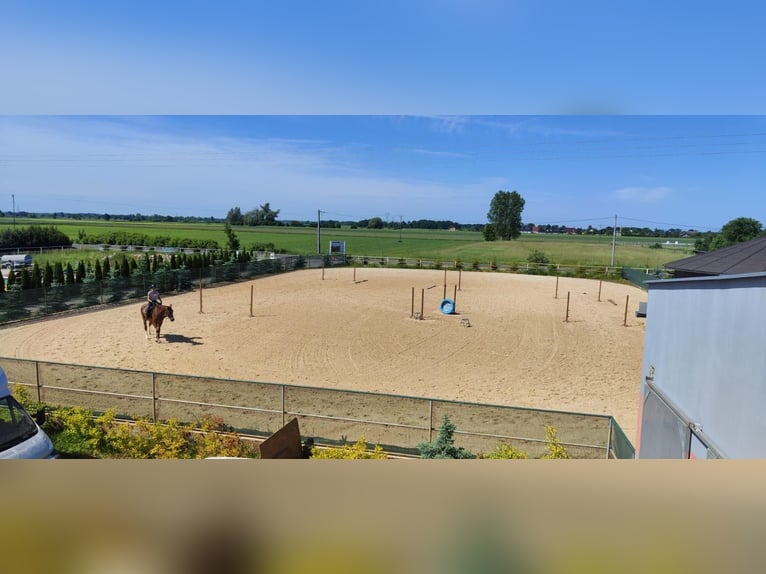For sale: modern equestrian center