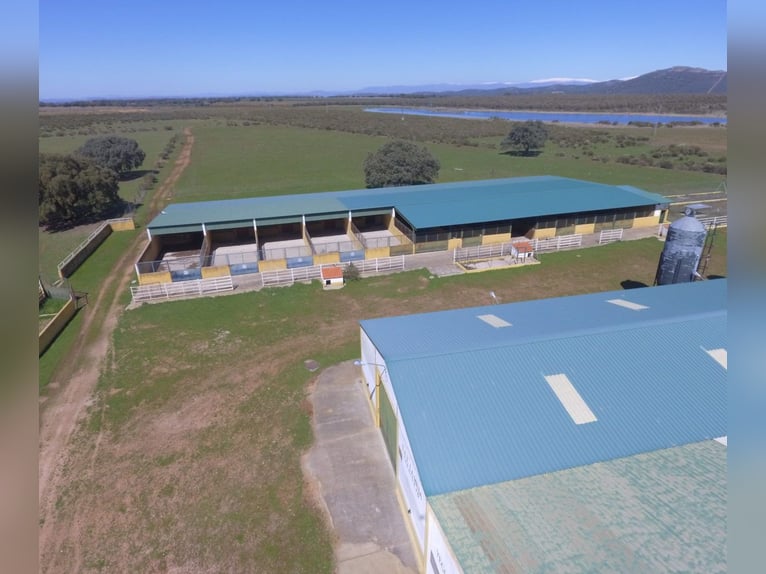 Fully Equipped Horse Farm – 59 Acres – Cáceres