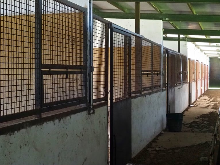 Fully Equipped Horse Farm – 59 Acres – Cáceres