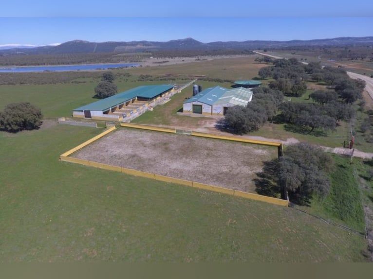Fully Equipped Horse Farm – 59 Acres – Cáceres