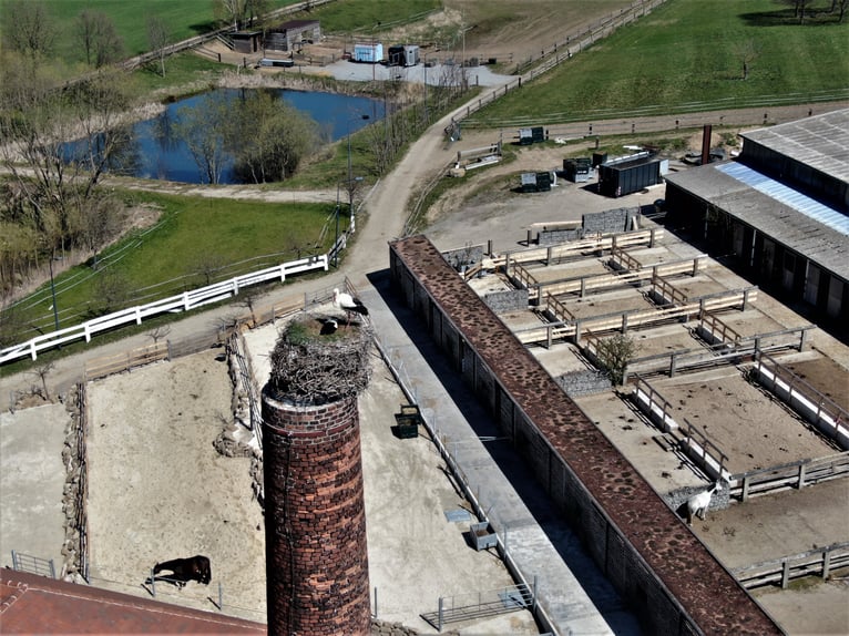 Grosse Reitanlage bei Dresden, 50 - 70 Einstellplätze, 2 Hallen, Dressur-und Springplatz usw