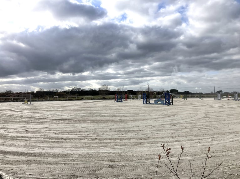 High-End Sports Stable