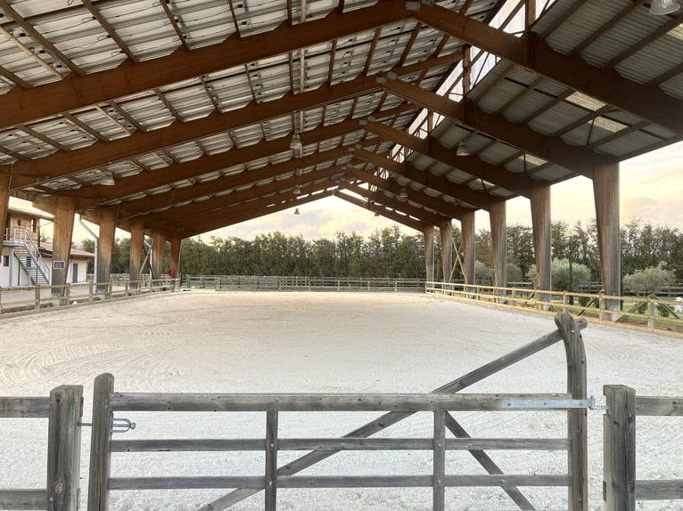 High-End Sports Stable