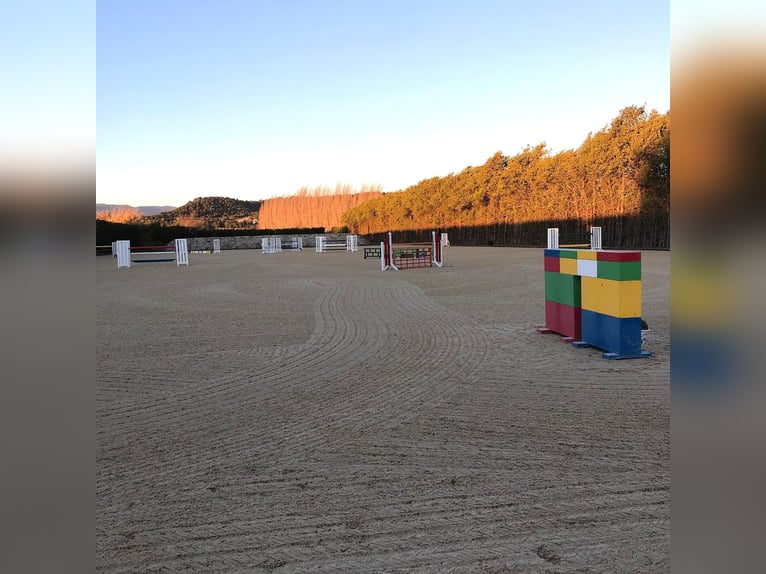 High-End Sports Stable