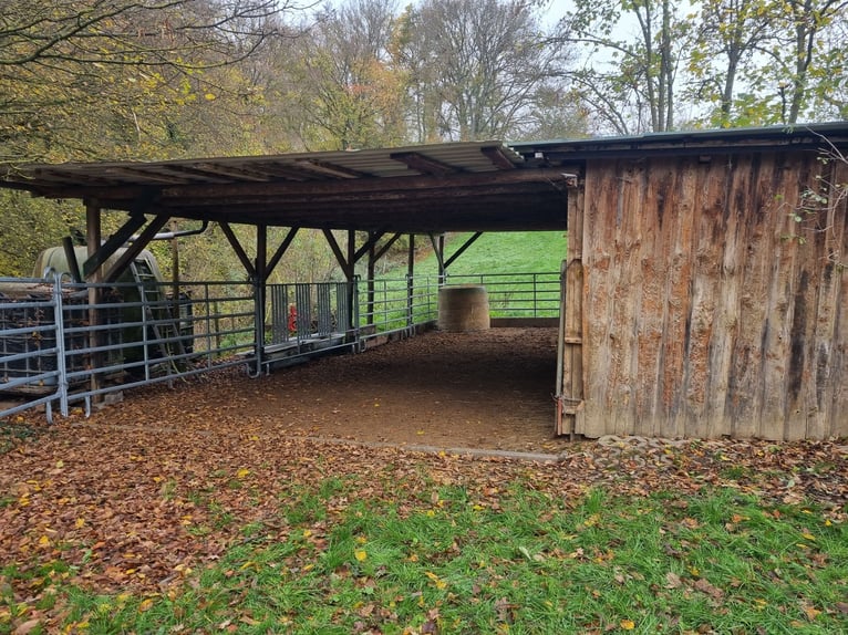 Highly profitable riding facility with ample land for species-appropriate horse keeping in a private
