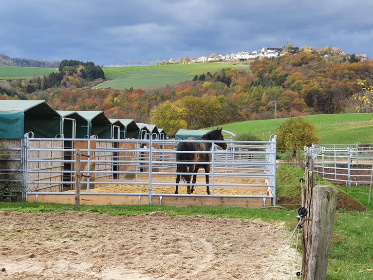 Highly profitable riding facility with ample land for species-appropriate horse keeping in a private