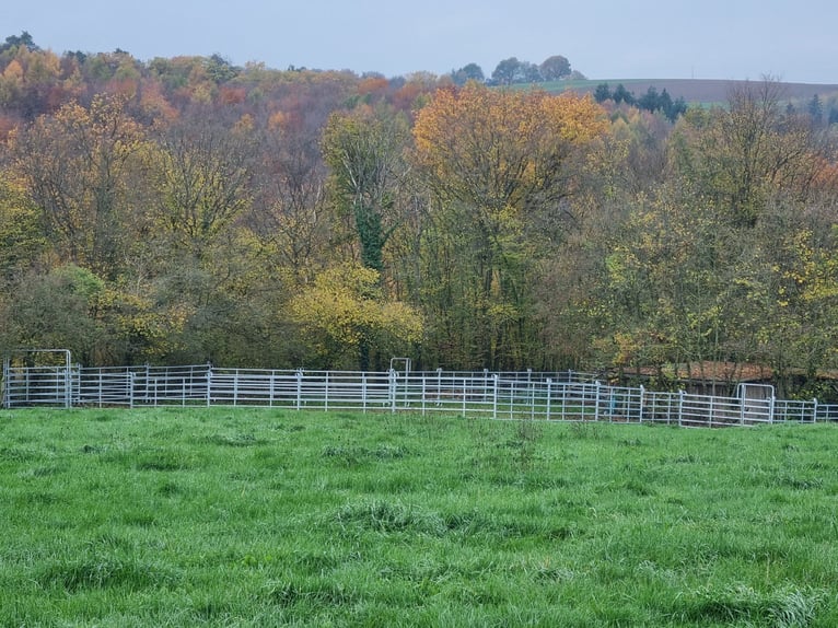 Highly profitable riding facility with ample land for species-appropriate horse keeping in a private
