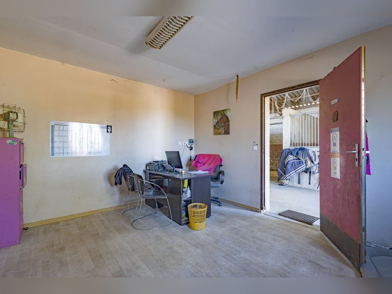 Highly profitable stable – Transit activity