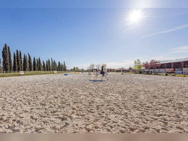 Highly profitable stable – Transit activity