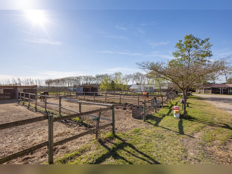 Highly profitable stable – Transit activity