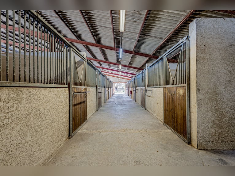 Highly profitable stable – Transit activity