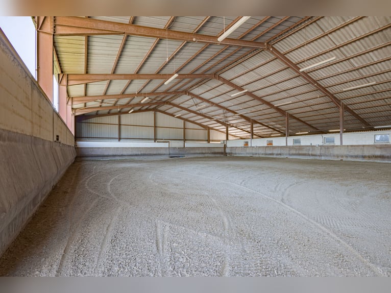 Highly profitable stable – Transit activity