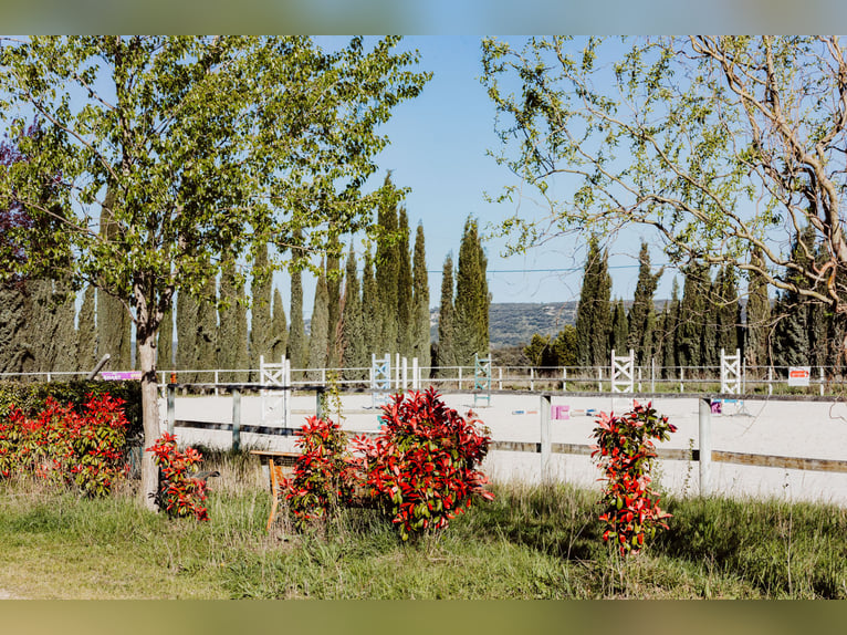 Highly profitable stable – Transit activity