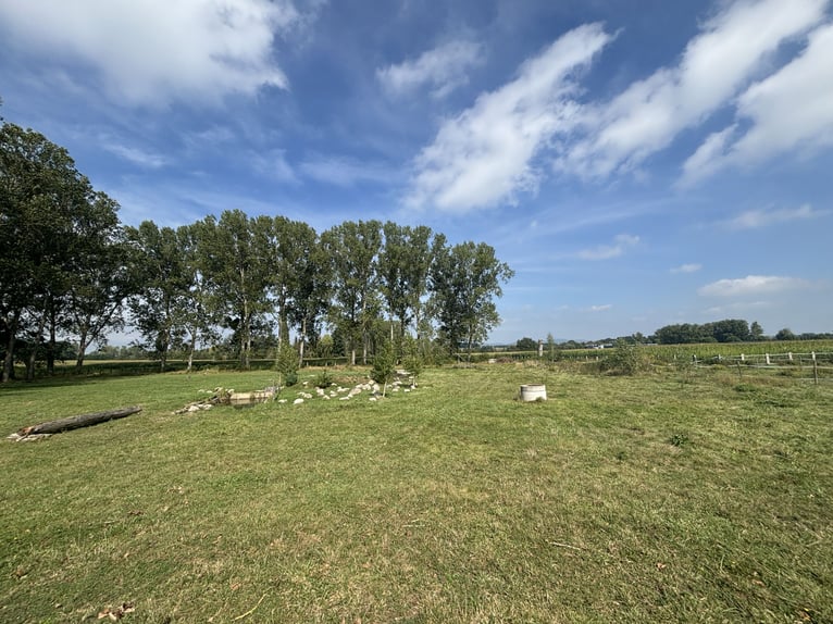 Historische Reitanlage im Elsass – Ihr exklusives Paradies für Pferdeliebhaber und Investoren