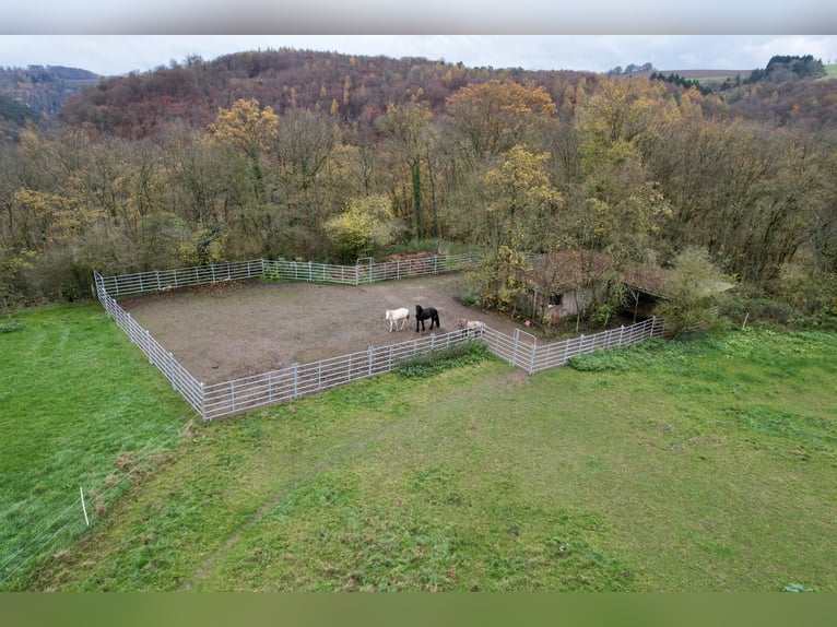 Hochrentable Reitanlage mit viel Land für artgerechte Pferdehaltung in Alleinlage