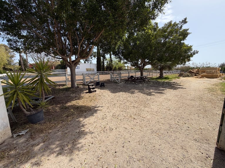 House with Equestrian Facilities