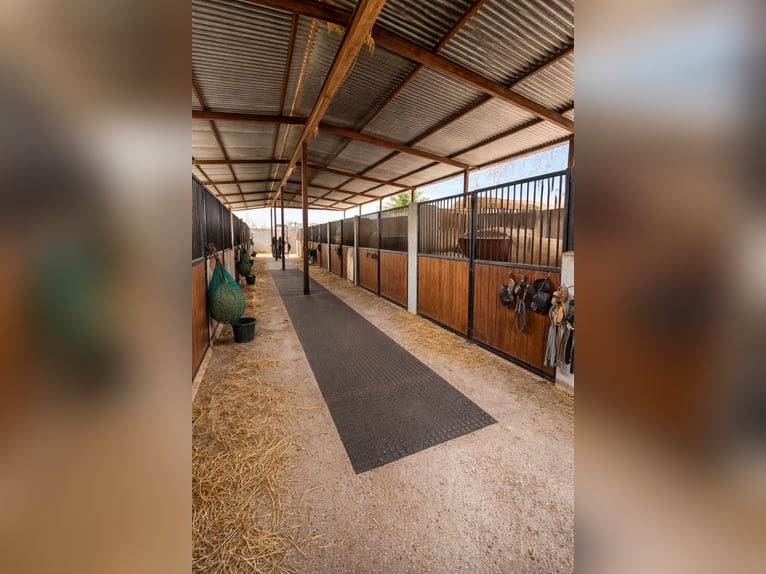 House with Equestrian Facilities