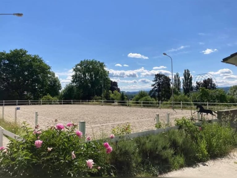 Idyllische Pferdesportanlage zu vermieten