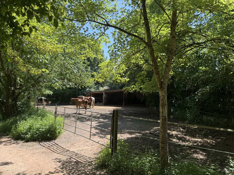 Immediately available boarding stable with 33 clients and potential for growth