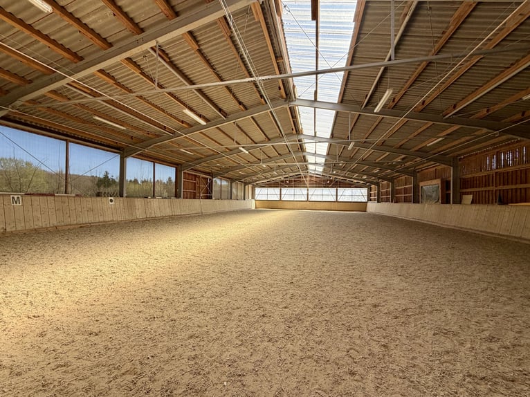 Immediately available boarding stable with 33 clients and potential for growth