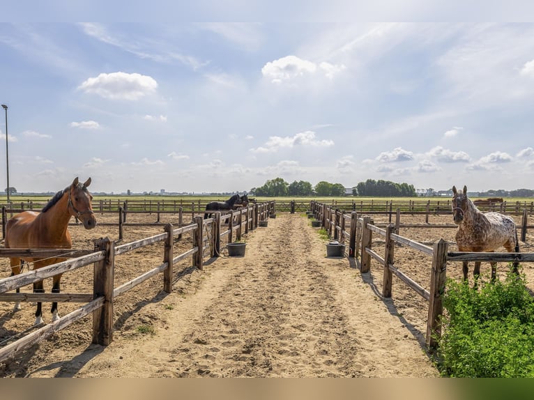 Kompakte Reitanlage mit unverbauten Blick auf die Landschaft!