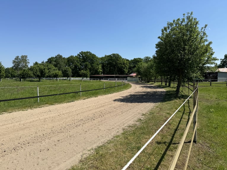 Kompakte Reitsportanlage im Herzen von Ostwestfalen-Lippe