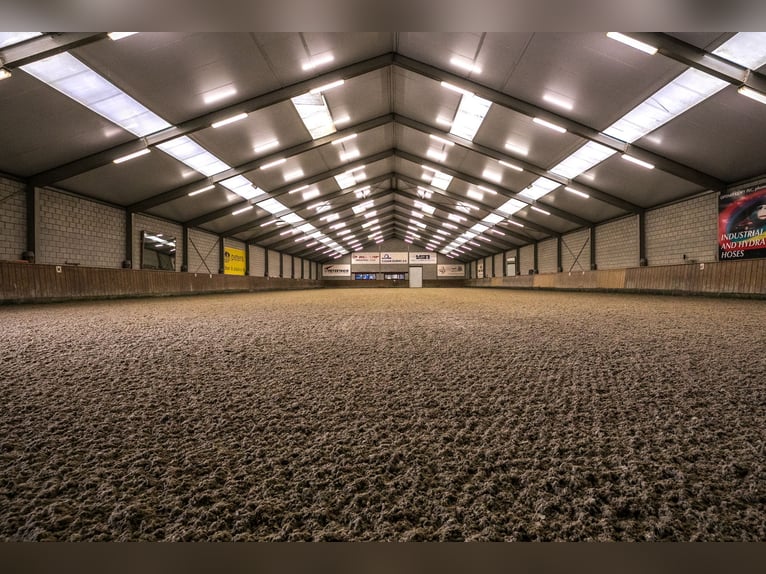 Komplette Reitanlage mit Landhaus nähe Deutsche Grenze in NL.
