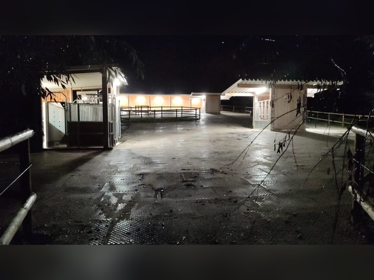 Kürmerhof Hit Active Stable