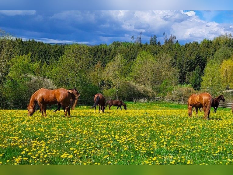 Landsitz mit traumhafter Reitanlage und luxuriösem Wohnhaus in Alleinlage