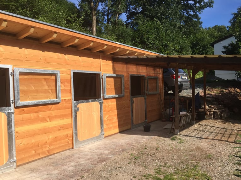 Little gem in the Odenwald (house with stables and riding arena)