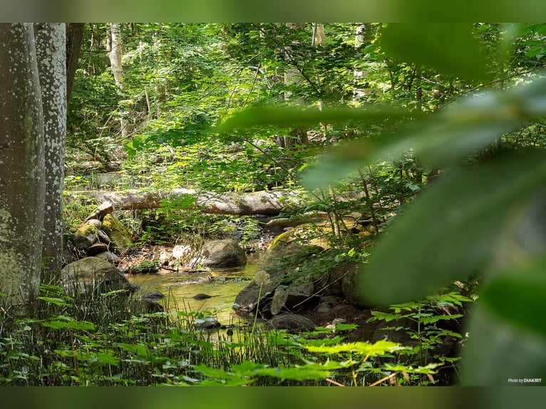 "Live the dream at the gateway to Österlen – equestrian estate, deer enclosure, river..