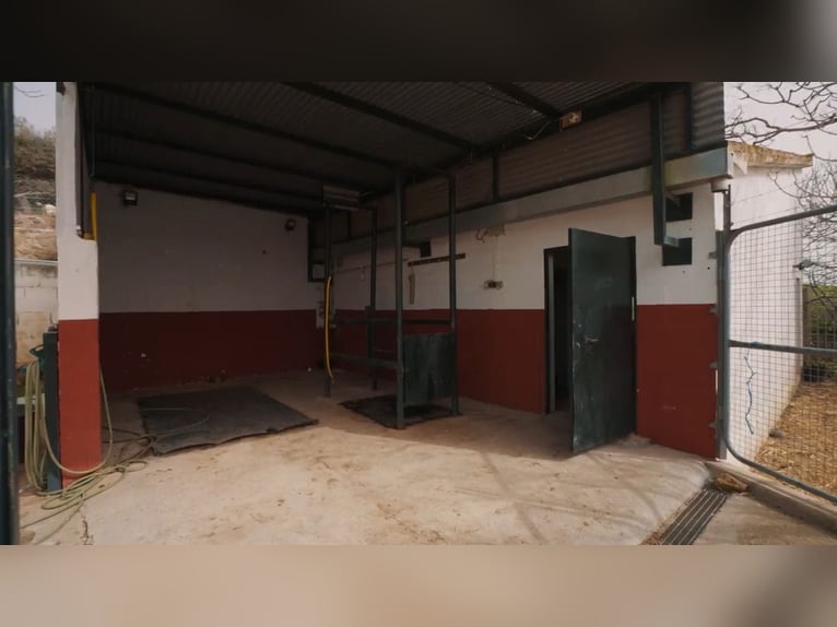 Livestock Farm for Sale