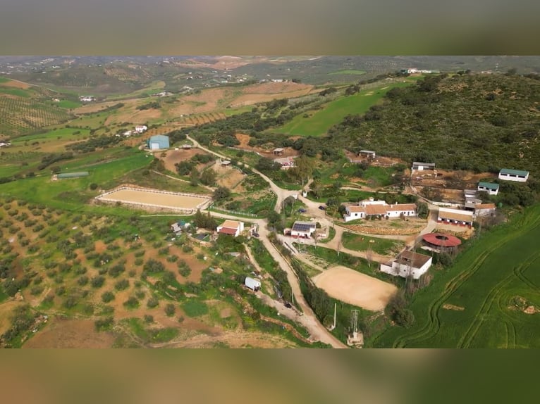 Livestock Farm for Sale